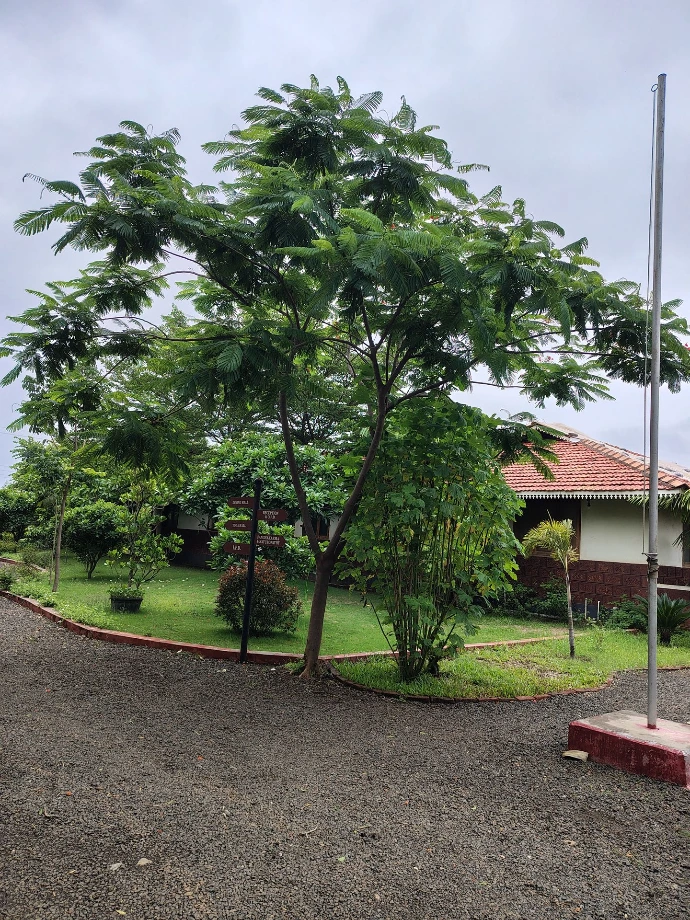 Large shade tree in the peaceful garden grounds of Tapasya Health & Wellness retreat