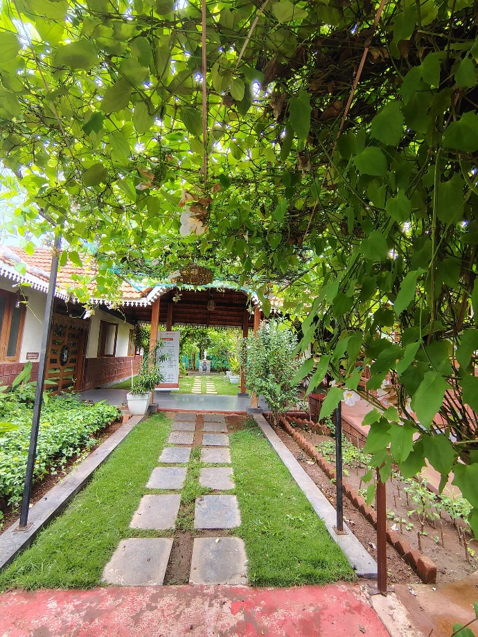 Green tree-canopy walkway leading to the cottages at Tapasya Health & Wellness
